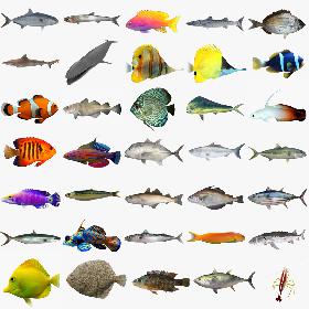Fish Megapack